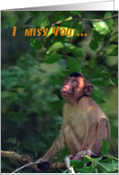 I miss you, Macaque...