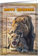 Lions Happy birthday...