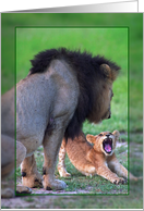 Male lion with cub...
