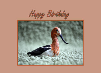 Avocet Birthday