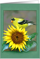 Goldfinch/Sunflower...
