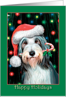 Bearded Collie -...