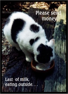 Last of Milk Money...
