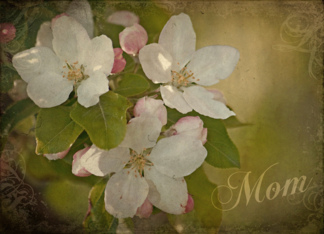 Apple Blossoms -Mom ...