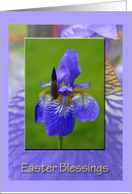 Purple Iris, Easter...