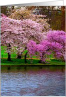 Cherry Trees