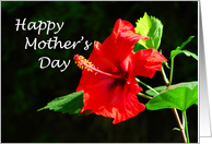 Happy Mother's Day -...