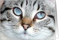 Blue-eyed Kitty