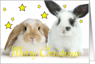 Christmas Rabbits...