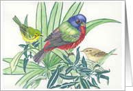 Painted Bunting &...