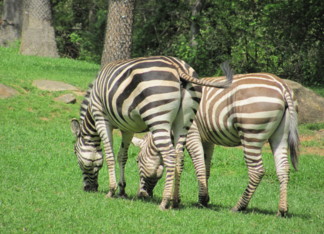 ZEBRAS