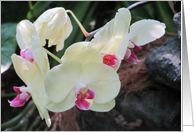 WHITEORCHID-...