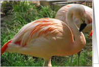 Flamingo--Thinking...