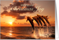 Christmas Dolphins...