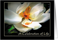 Celebration of Life...