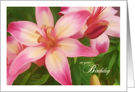 Striking lilies in...