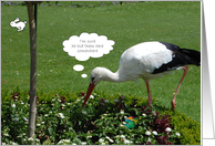 Stork hunting for...