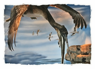 Brown pelican diving...