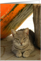 Cat in a Pumpkin's...