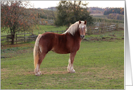 Belgian Horse Pose