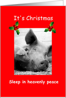 Christmas pigs...