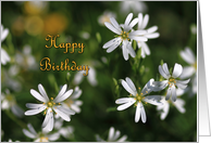 Stitchwort Birthday...