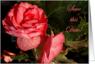 Save the Date-Roses