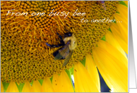 From One Busy Bee to...