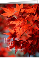 Thanksgiving - Radiant Red Fall Leaves card