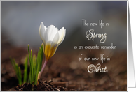 New Life in Christ...