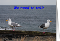 seagulls, we need to...