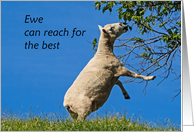 Ewe can reach for...