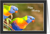 Rainbow Lorikeets...