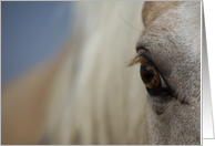 Palomino Horse