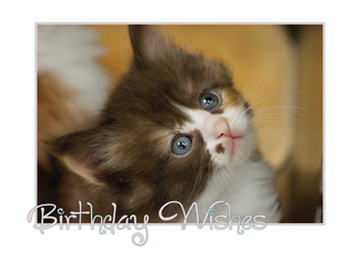 Kitten Birthday...