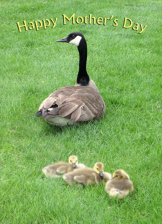 Goose with Goslings...
