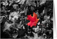 Red Maple Leaf Blank...