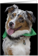 Australian Shepherd...