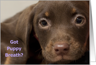Puppy Birthday Card,...