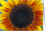 Sunflower Bright...