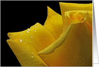 Rose Yellow Dew...