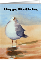 Seagull- Happy...