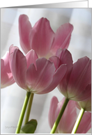 Pink Tulips Birthday