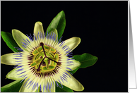 Passion Flower...