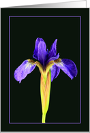 Blue Iris Blank Any...