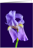 Purple Bearded Iris...