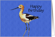 Avocet Birthday card