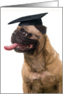 Congratulations Pug in Cap on your graduation! card