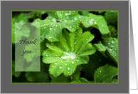 Lady's Mantle...