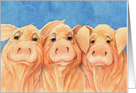 Three Pigs Looking...